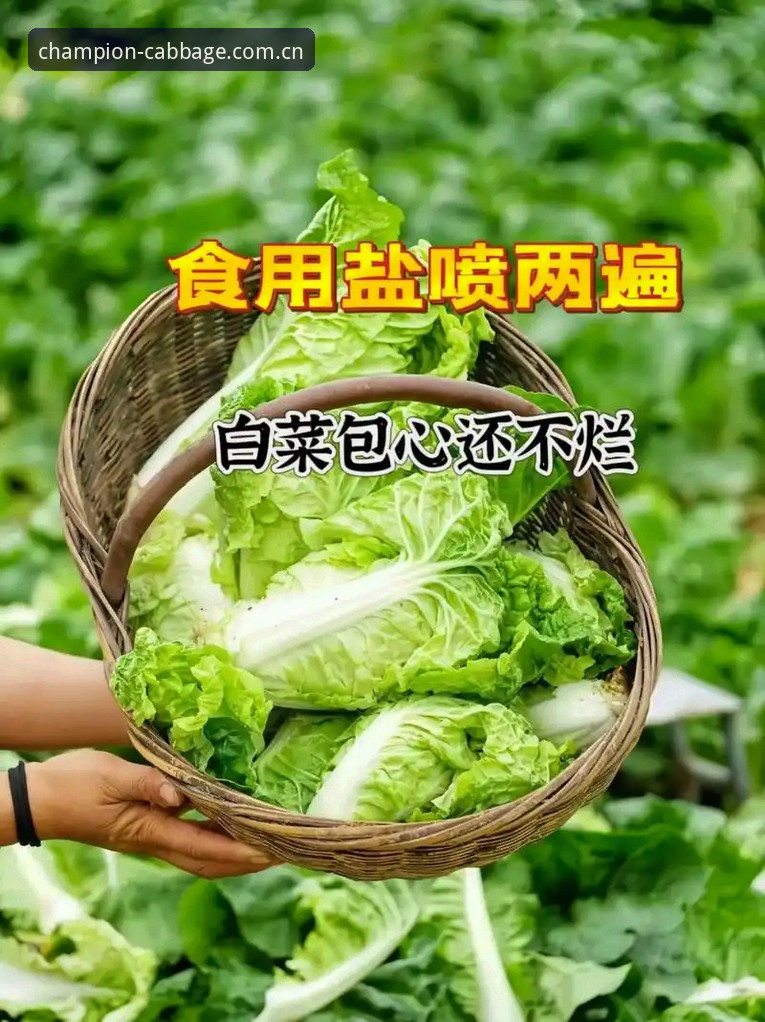 冠军白菜APP中国 冠军白菜网新手必读:5个实用技巧助你快速下载安装中国版APP