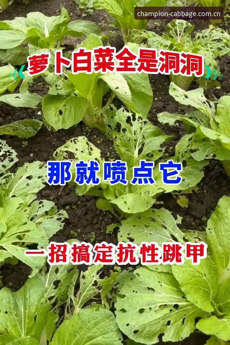 揭秘冠军白菜网最新版安装攻略：从零到一搞定中国白菜App