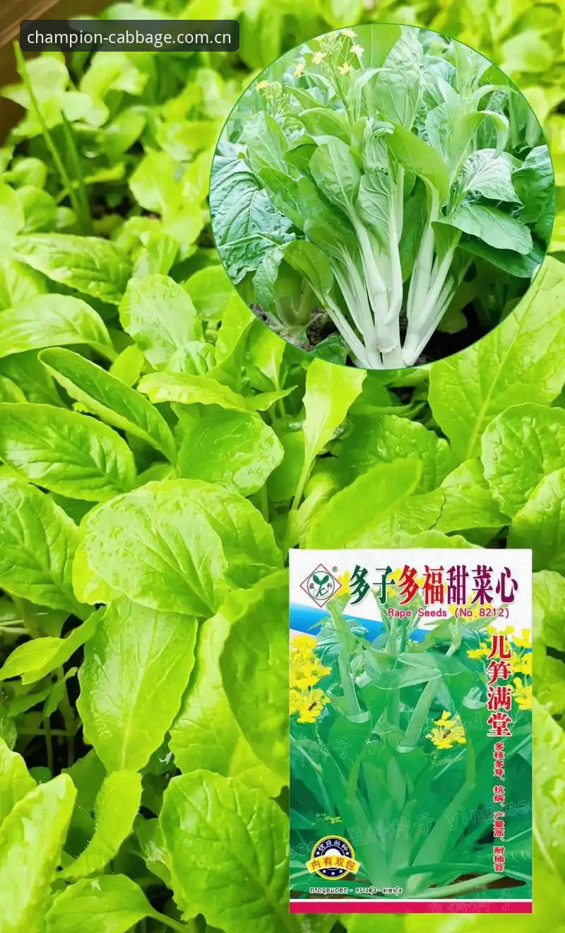 揭秘中国白菜App安装攻略：你不知道的高效下载路径与隐藏技巧